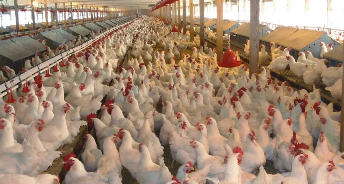 Optimizing Poultry Lighting for Enhanced Egg Production